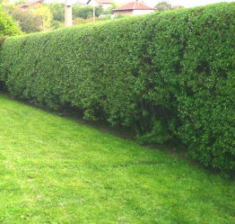 Hedge after triming